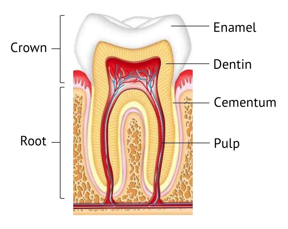 Tooth anatomy showing enamel dentin pulp and root canal